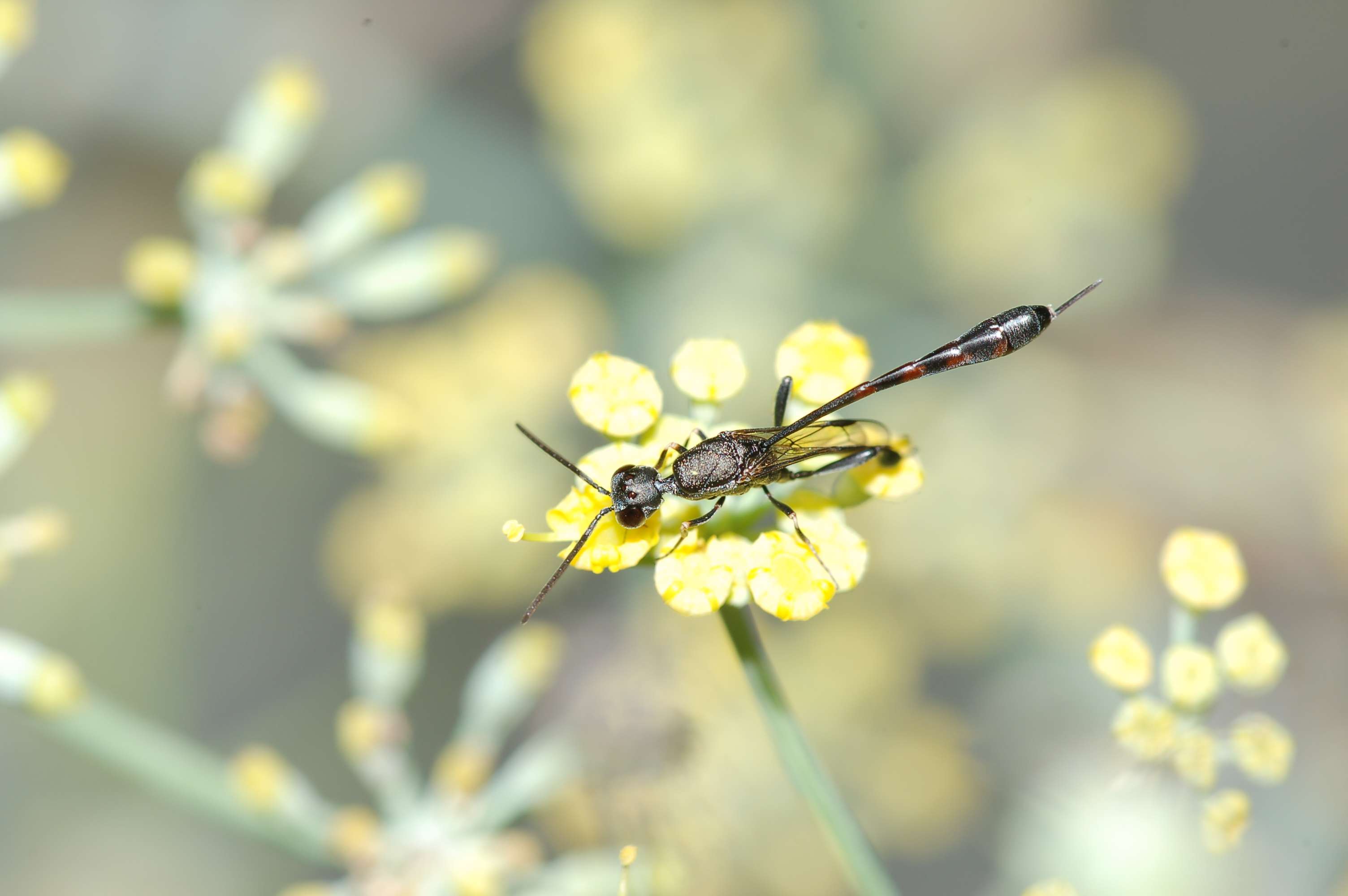 Due femmine di specie diverse di Gasteruptiidae